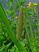 Acorus calamus, ordre des Acorales