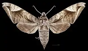 Acosmeryx naga hissarica avers de la femelle