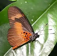 Acraea epaea.