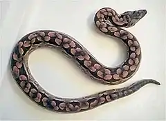 Description de l'image Acrantophis dumerili.jpg.