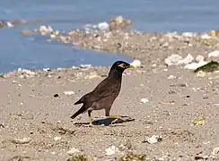 Sur une plage à La Réunion