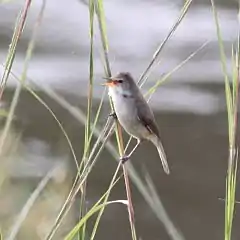 Description de l'image Acrocephalus rufescens, Menongue, Birding Weto, a.jpg.