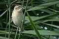 Photo montrant un petit oiseau au ventre blanc perché sur un roseau.