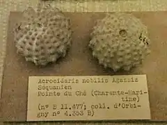 Acrocidaris nobilis (Pseudodiadematidae).