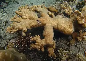 Acropora abrotanoides