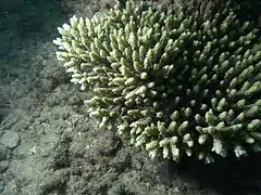 Description de l'image Acropora aculeus.JPG.