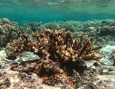 Acropora austera?