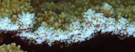 Gros plan sur une colonie de corail. On voit le bout des polypes (rétractés) en bleu.