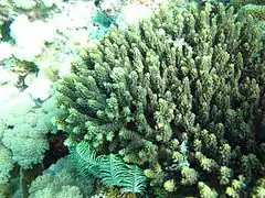 Description de l'image Acropora cerealis.jpg.