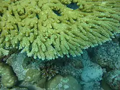 Gros plan sur les branches et les corallites.
