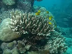 Description de l'image Acropora divaricata, Aureed.JPG.