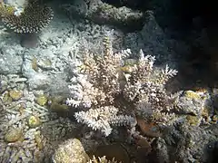 Acropora echinata