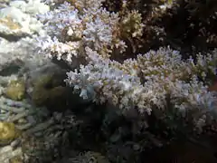 Gros plan sur les corallites