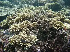 Description de l'image Acropora elseyi, colonias.JPG.