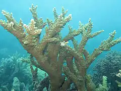 Description de l'image Acropora florida, Lizard I..jpeg.