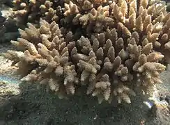 Acropora gemmifera à La Réunion.