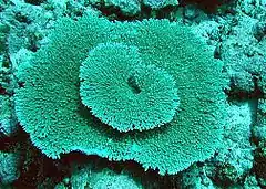 Description de l'image Acropora glauca.jpg.