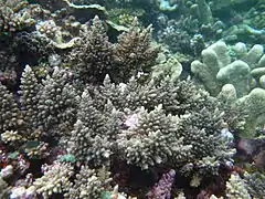 Description de l'image Acropora longicyathus.JPG.