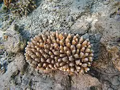 Acropora lutkeni