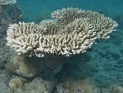 Description de l'image Acropora microclados.JPG.