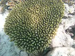 Acropora millepora