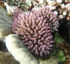 Description de l'image Acropora nana, Mer.JPG.