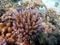 Acropora nasuta