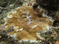 Description de l'image Acropora palmerae.JPG.