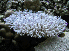 Description de l'image Acropora paniculata 2.gif.