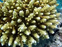 Description de l'image Acropora rosaria Maldives.JPG.