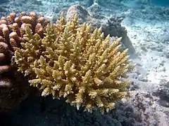 Acropora secale