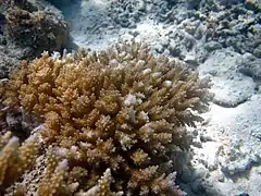 Acropora selago