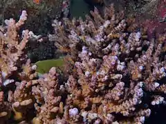 Description de l'image Acropora solitaryensis.JPG.