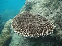 Description de l'image Acropora subulata, Masig.JPG.