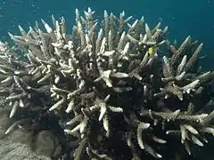 Description de l'image Acropora vaughani, Poruma 2.JPG.