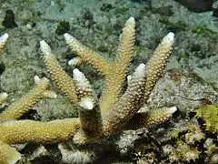 Description de l'image Acropora verweyi, coralitos 2.JPG.