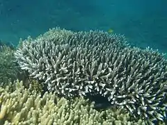 Description de l'image Acropora yongei, Poruma.JPG.