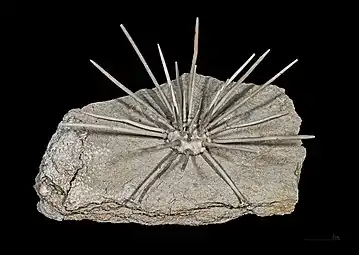 Fossile exceptionnellement bien préservé d'Acrosalenia hemicidaroides (Jurassique)
