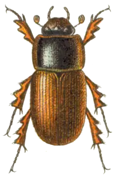 Acrossus depressus