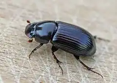 Acrossus rufipes