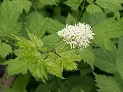 Actaea spicata.