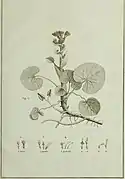 Planche botanique, vers 1790.
