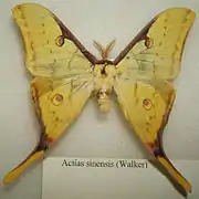 Actias sinensis