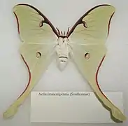 Actias truncatipennis