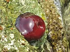 Actinia schmidti