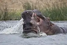 photo de deux hippopotames en combat.