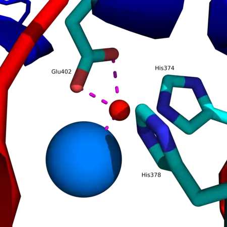 Site actif d'une ACE2 humaine avec le motif HEXXH + E montrant le cation de zinc Zn2+ en rouge coordonné aux résidus His374, His378 et Glu402, ainsi qu'à une molécule d'eau (en bleu).