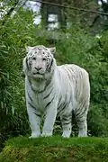 photographie de face du tigre blanc mâle en avril 2015