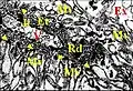 Fig.19 - Leptyphantes sanctivincentii, glande segmentaire rétrognathocoxale, adénocyte. En, enveloppe nucléaire ; G, appareil de Golgi (dictyosome) ; L, lysosome ; N, noyau ; Nu, nucléole ;  P, plasmalemmes accolés ;  V, vésicules . Flèches jaunes : pores nucléaires. Flèches rouges : matériel lamellaire dans le Golgi