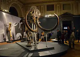 Squelette de mammouth vu de face dans une salle d'un musée.